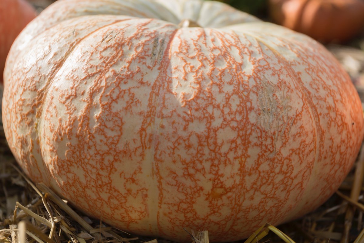 Image result for rare squashes pumpkins