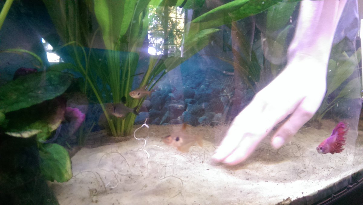 SuffolkFish's tweet photo. Time for a spring clean in Autumn. Getting some new sand! #fishrule https://t.co/rXTcQ0xTgI
