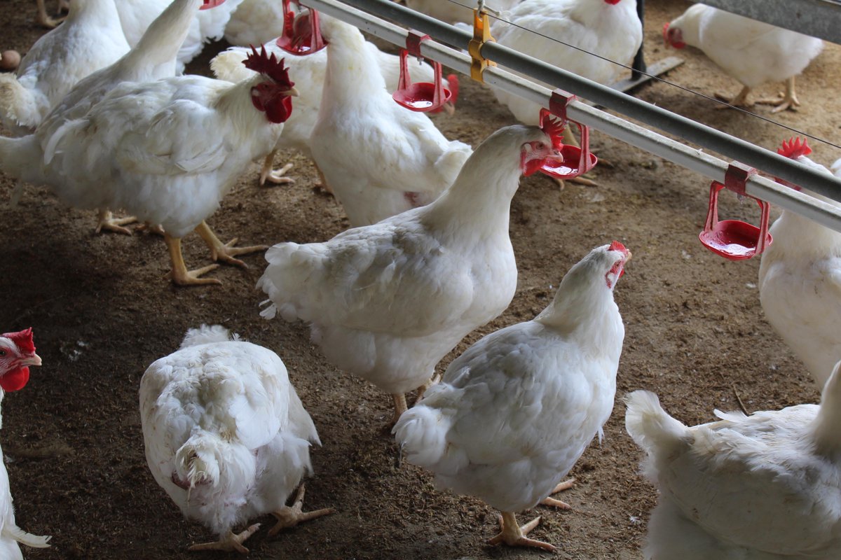 #CultivandoPatria | @WCastroPSUV: Estamos en el galpón de las gallinas reproductoras, con un joven de 20 años que tiene mucha experiencia