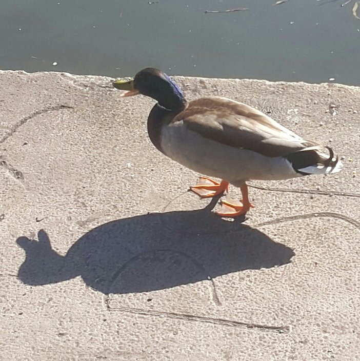 groweatgift's tweet photo. #FreeWeekendFun: 1) Feed ducks https://t.co/pZn0zx4HgT