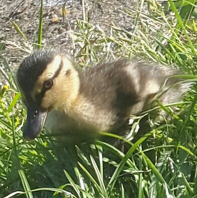 groweatgift's tweet photo. #FreeWeekendFun: 1) Feed ducks https://t.co/pZn0zx4HgT