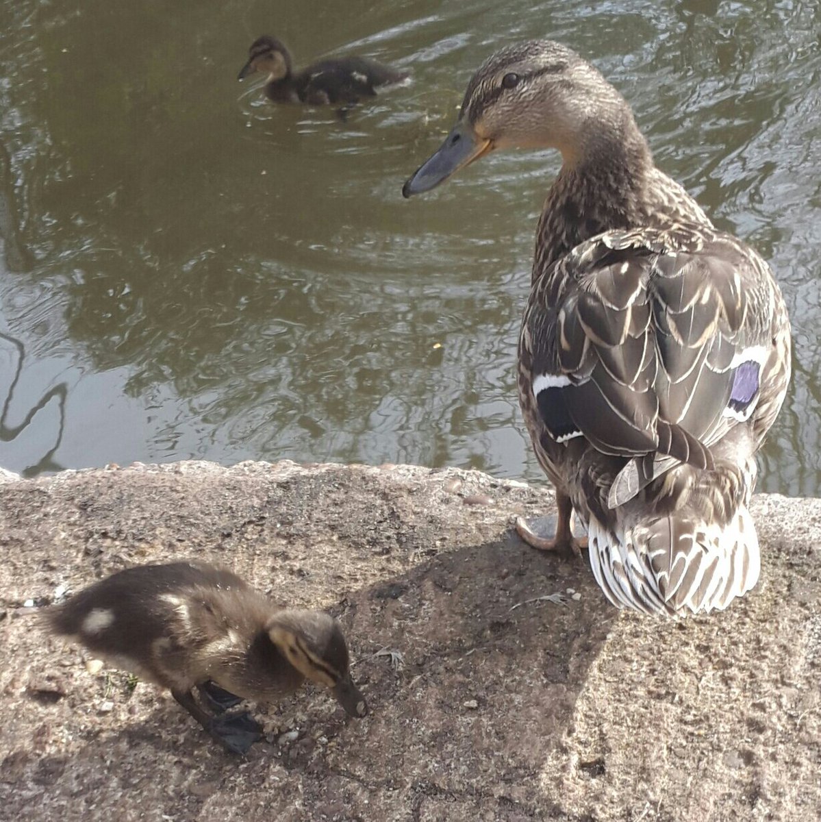 groweatgift's tweet photo. #FreeWeekendFun: 1) Feed ducks https://t.co/pZn0zx4HgT