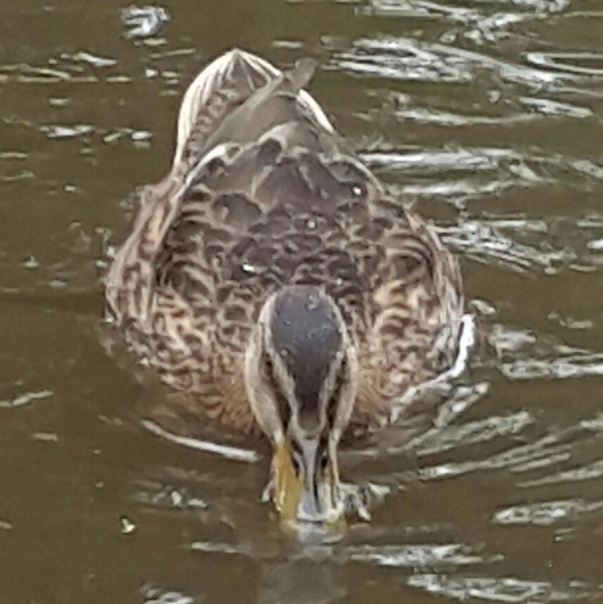 groweatgift's tweet photo. #FreeWeekendFun: 1) Feed ducks https://t.co/pZn0zx4HgT