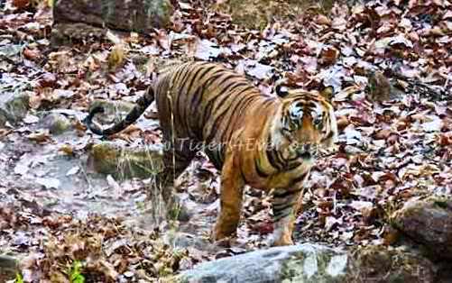 Tigers4Ever2010's tweet photo. @tiggerthedog Thank you Ruth, #Bamera was a wonderful bold #tiger who has left his majestic mark on Bandhavgarh through his sons daughters & grandchildren https://t.co/fqQtvw5Z0B