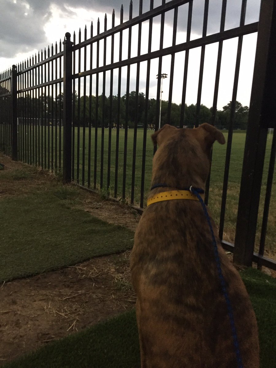 Notably_Nicole's tweet photo. We all must embrace the calm before the storm. #alldogsunleashed #morningwalks https://t.co/ldNwmbkaj2