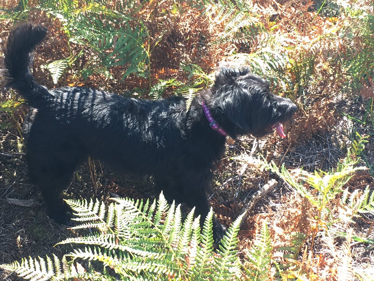 Day_Zee_Dog's tweet photo. Chillin in the New Forest #stick #jackapoo #sunnyday https://t.co/a7fPVNmuDG