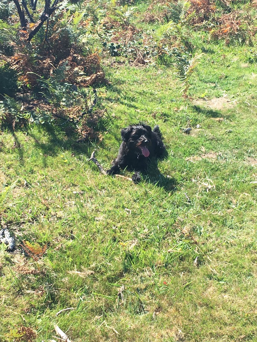 Day_Zee_Dog's tweet photo. Chillin in the New Forest #stick #jackapoo #sunnyday https://t.co/a7fPVNmuDG