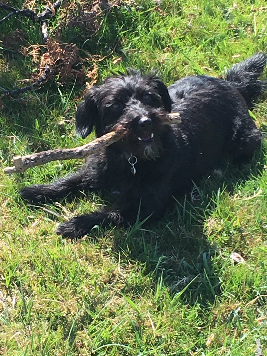 Day_Zee_Dog's tweet photo. Chillin in the New Forest #stick #jackapoo #sunnyday https://t.co/a7fPVNmuDG