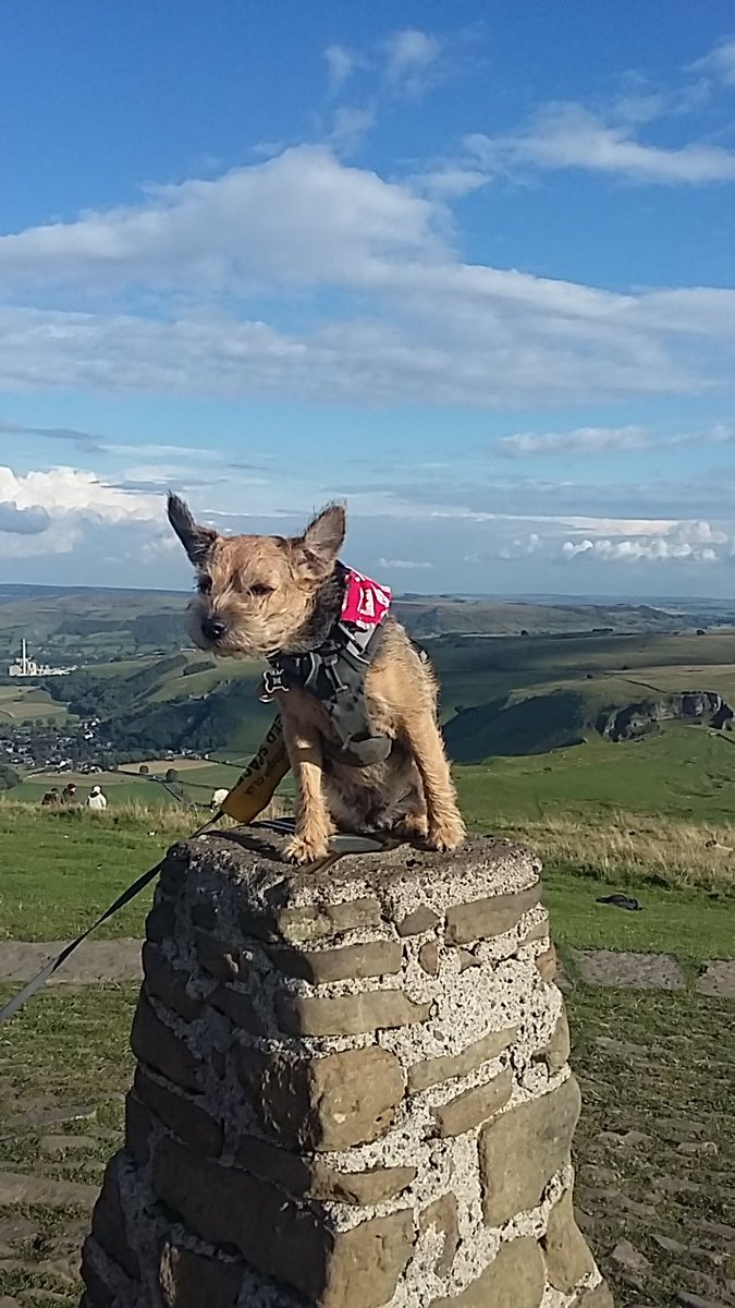 Rubyscout2's tweet photo. Bin avin luflee time in #castleton 12 mile walk yestadee, only 6 miles today! Iz pooped  #mamtor #losehill  #windyknoll #pubdog #windyears 😆 https://t.co/l97GDzCpRE