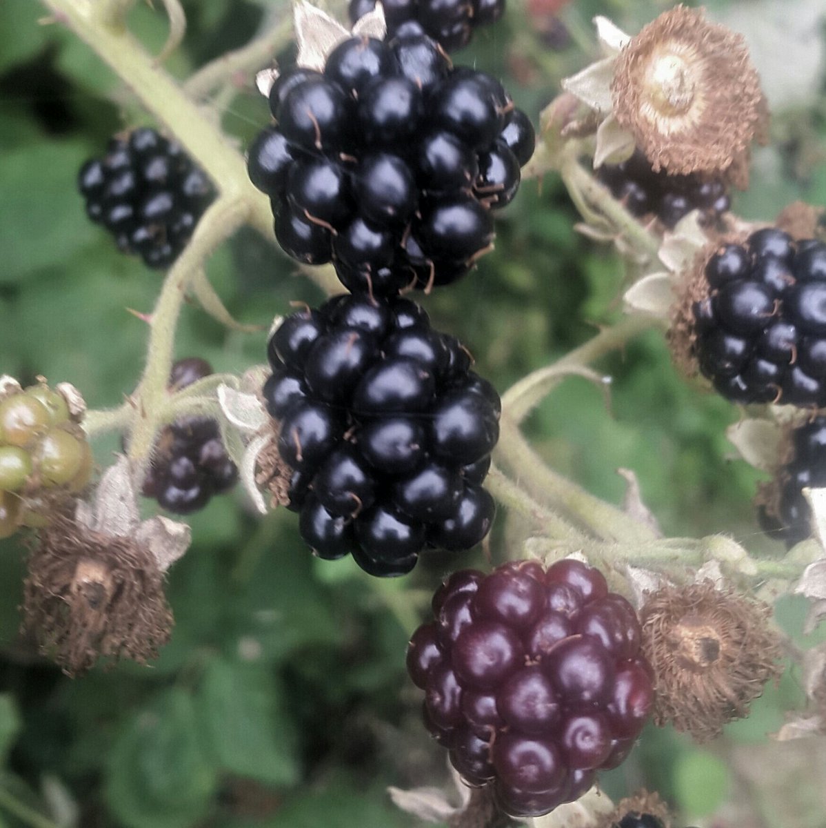 groweatgift's tweet photo. #FreeWeekendFun: 2) Go #foraging https://t.co/9AWhdks2ri