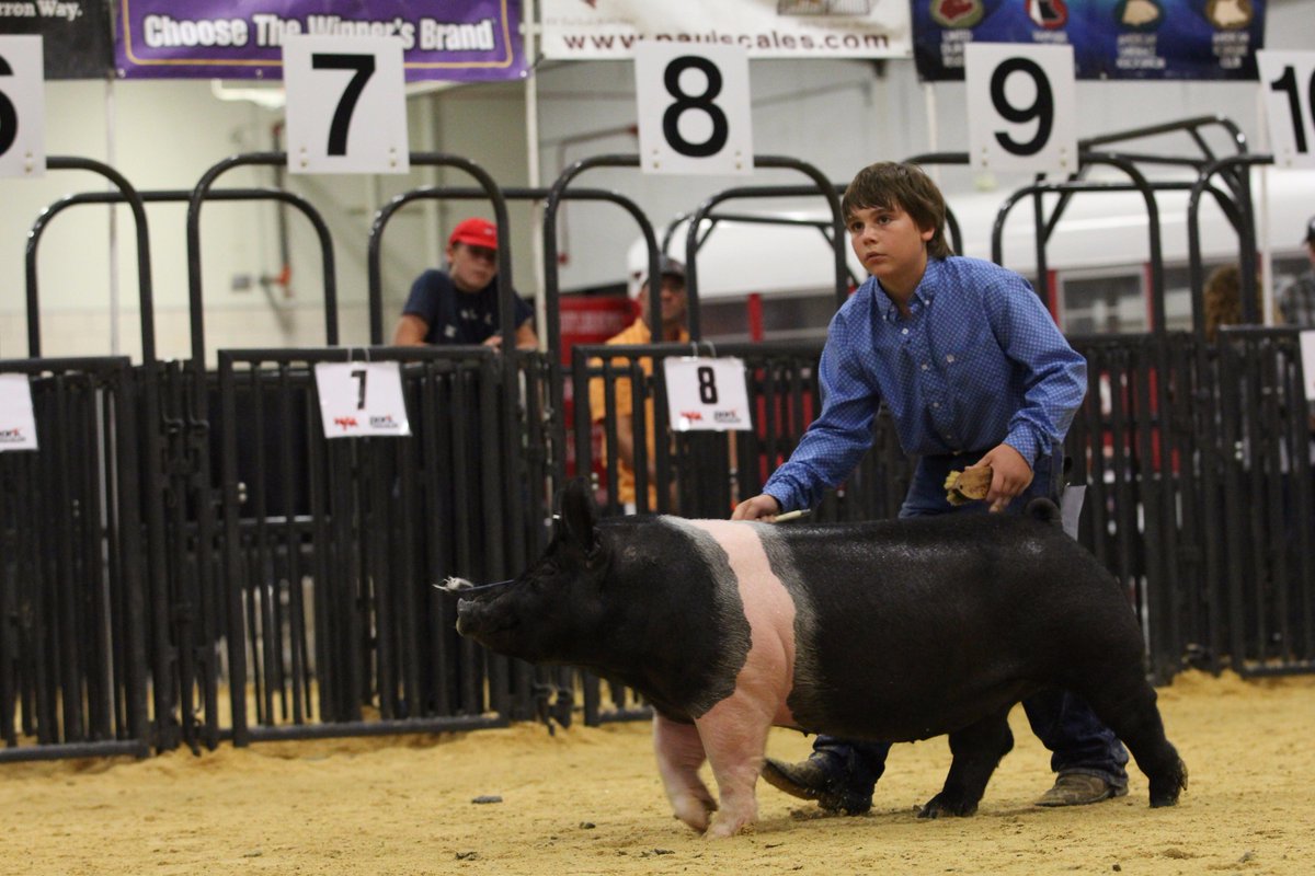 NationalSwine's tweet photo. Vinny Smolkovich's, Ill., No Show gilt won the Hampshire Gilt Show at #SWRegional17. For more results, visit https://t.co/9XwjY6E7sq. https://t.co/NMC7gilHv8