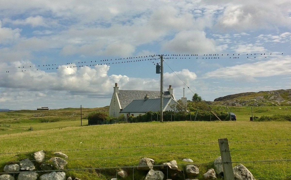 Line of Starlings at #Iona #mull