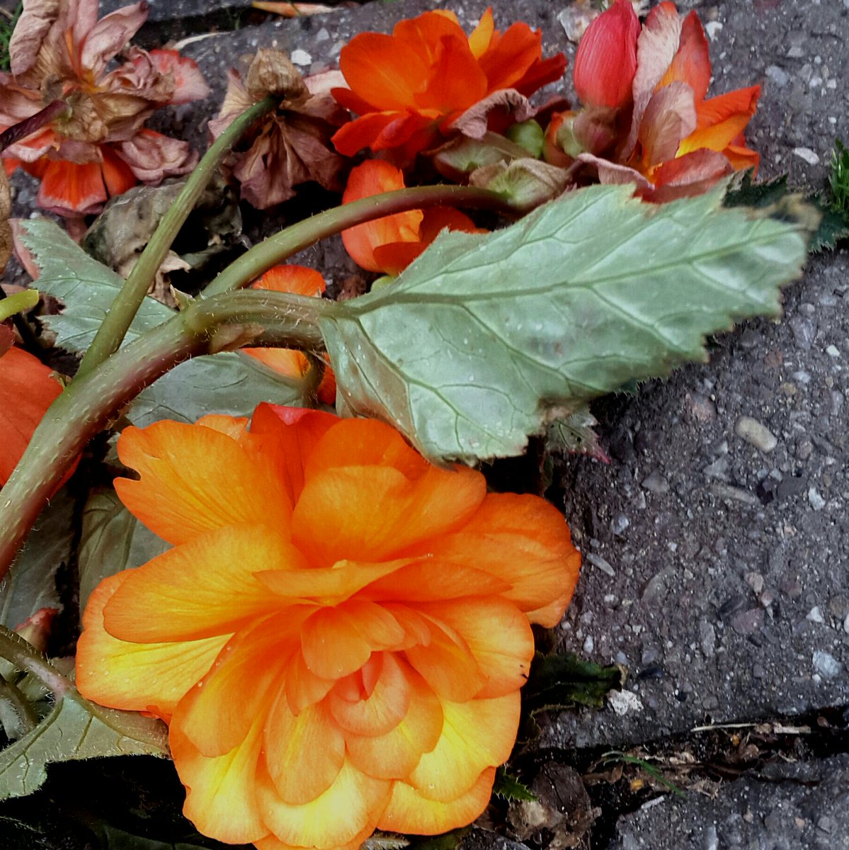 groweatgift's tweet photo. #FreeWeekendFun: 3) Take photos for #rainbowblooms https://t.co/8IyTNAZNsy