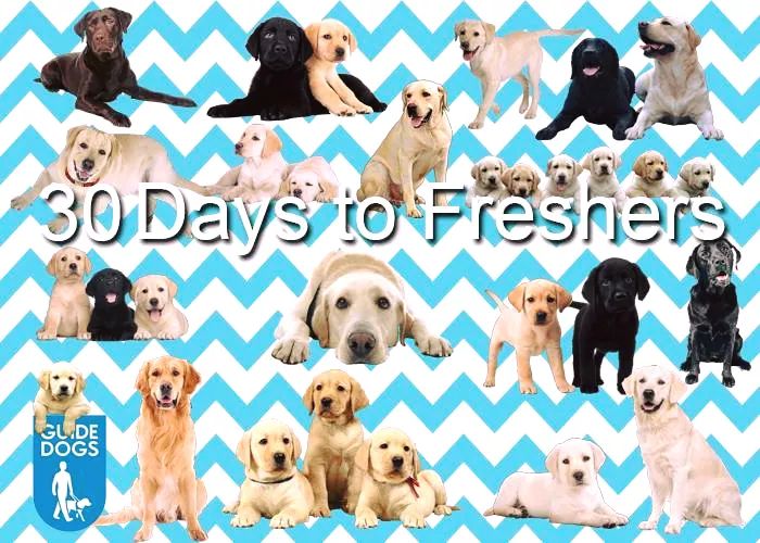 30 puppies for 30 days!!!