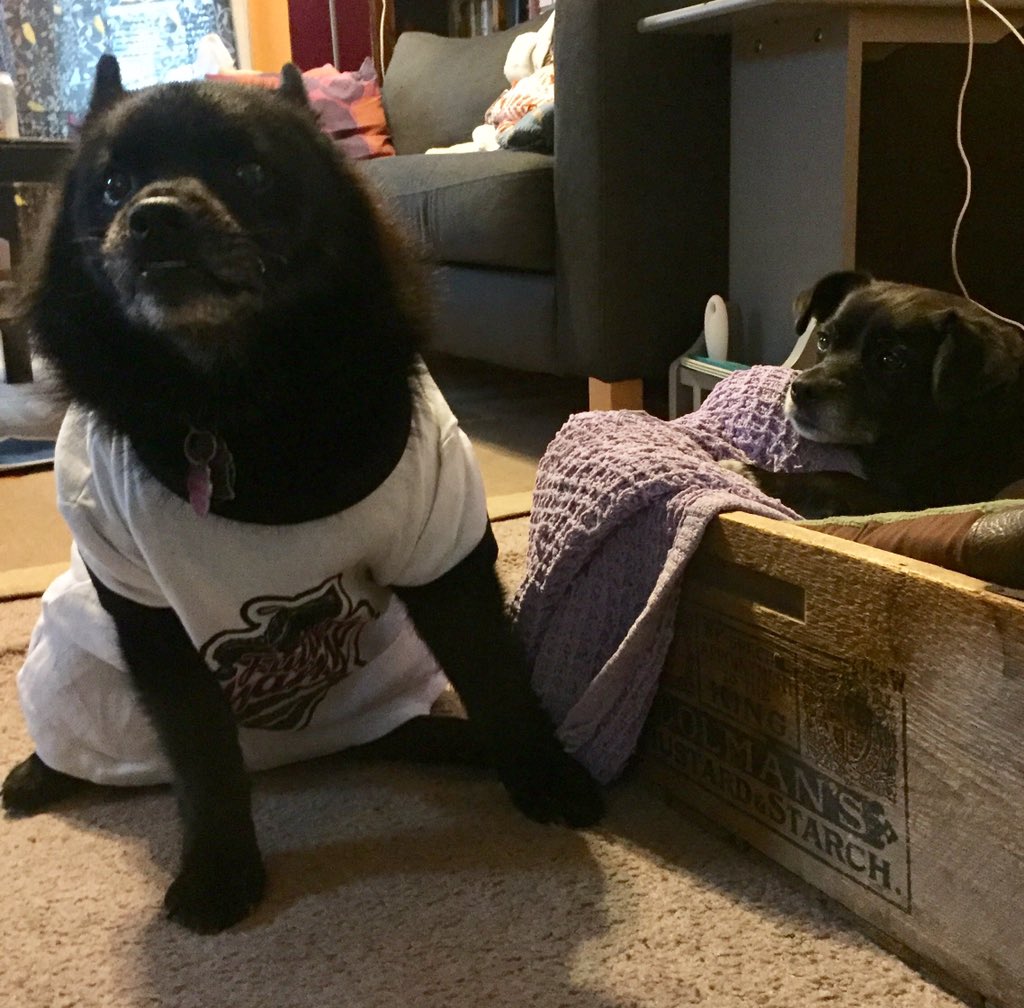 pixiecrinkle's tweet image. I apologize I have half as many WFTDA shirts as dogs. #dogsofwftda #talk2wftda