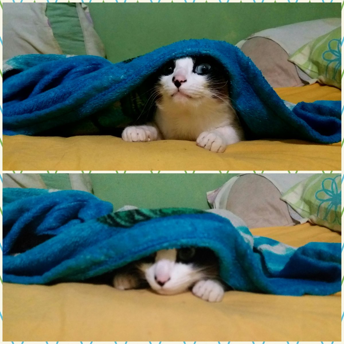 Psiu! Para todos os efeitos ainda eu estou dormindo. Pois eu vi meu pai escrevendo no Twitter que hj o #BetaQuerLabSabadou 😂😂😂