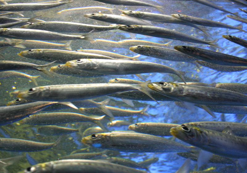 tshirts_trendy's tweet image. I said breathe. Not do a fish-out of-water #imitation. #KarenMarieMoning #AFish-outOf-waterImitation