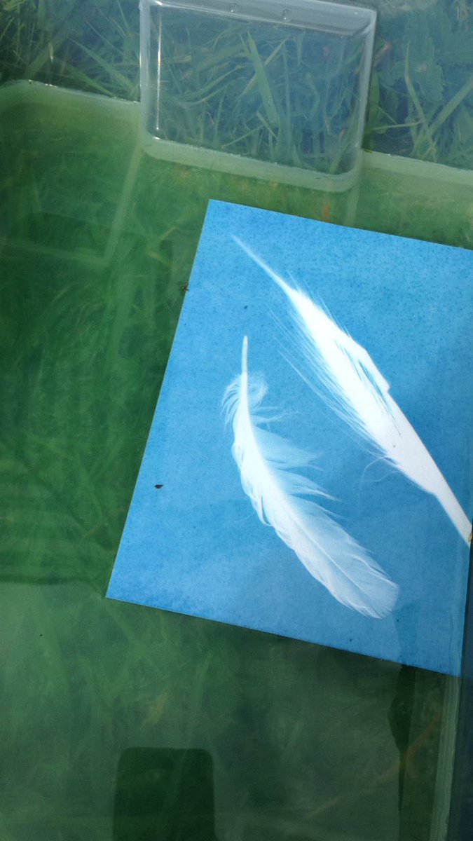 FelicityBristow's tweet photo. What a fabulous first day of @artwalkporty today - #MeadowsYardNatureReserve had 70+ visitors &amp; lots of #cyanotypes were #printed #AWP2017 https://t.co/C0z644LZbP
