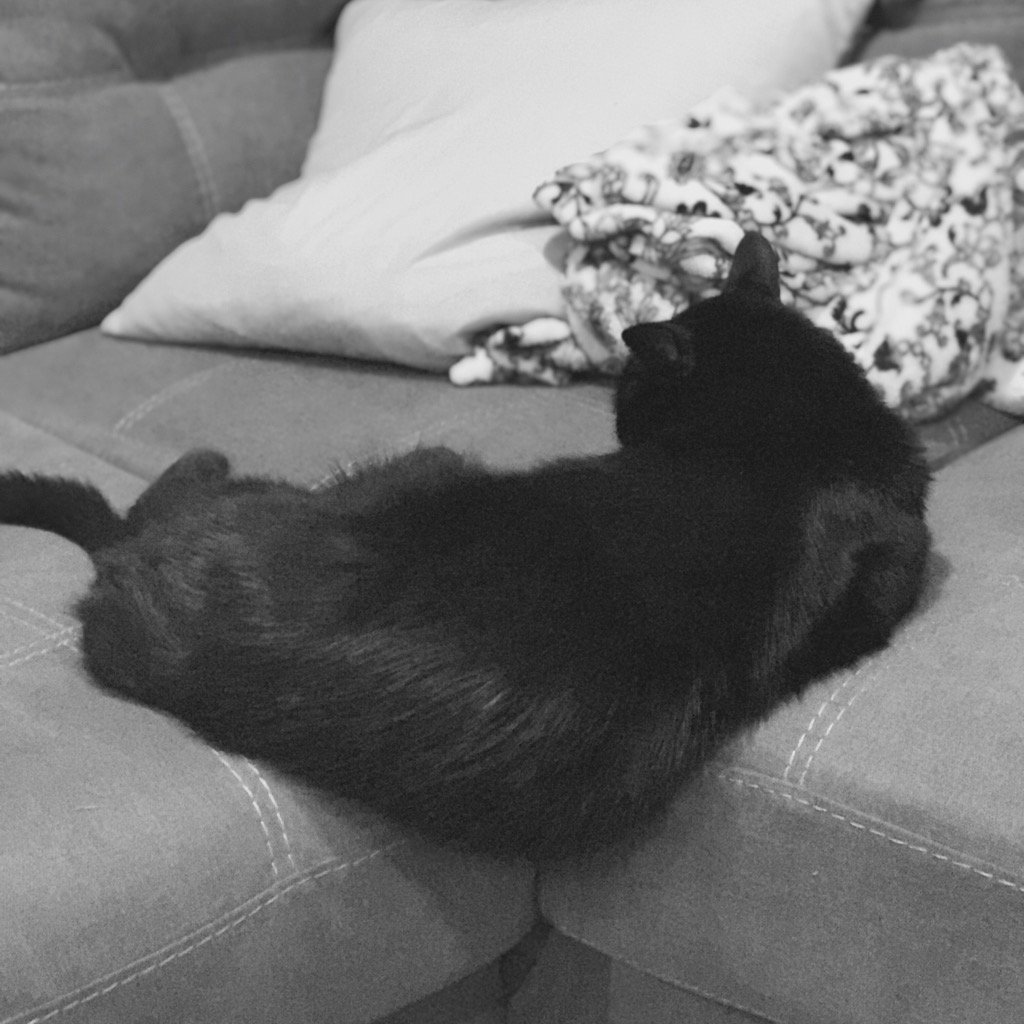 miz_monicajo's tweet photo. Silly Kitty, you're doing it wrong. #crazyangles #Caturday https://t.co/Q2C713avhv