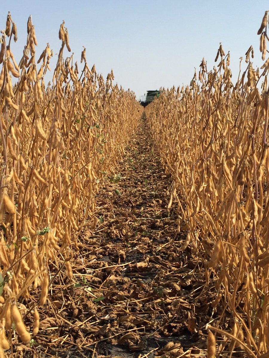 Harvesting P002A63R, pleasantly surprised on yield after the dry year. Curious how late season varieties handled drought. #acceleratedyield