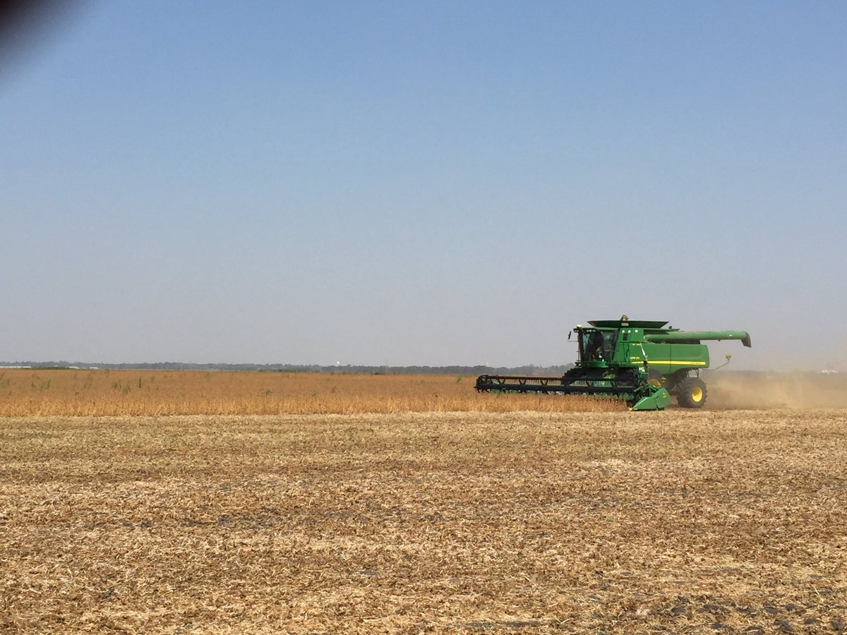 the_scooter27's tweet photo. Harvesting P002A63R, pleasantly surprised on yield after the dry year. Curious how late season varieties handled drought. #acceleratedyield https://t.co/MMQfiGmRzy