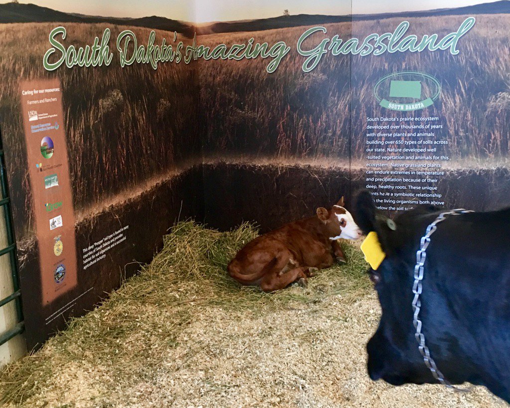NRCS_SD's tweet photo. #Healthy #Soil grows the grass for livestock that give #humans #food & #Fiber #Ag #sdffa https://t.co/knuyY25YNb
