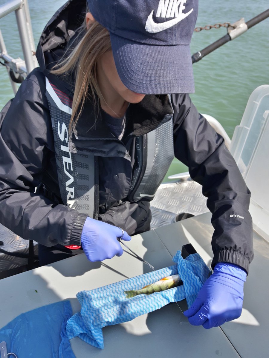 SciFendler's tweet photo. Amy tagging yellow perch with predation tags on the Detroit River. Honestly, a great way to spend a long weekend :) https://t.co/UdqEa0lhAz