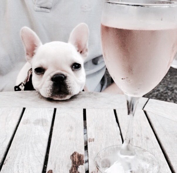 TiffanyandErin's tweet photo. Have a great #LaborDayWeekend! May it be full of puppies and rosé! https://t.co/70LuVBSTTg