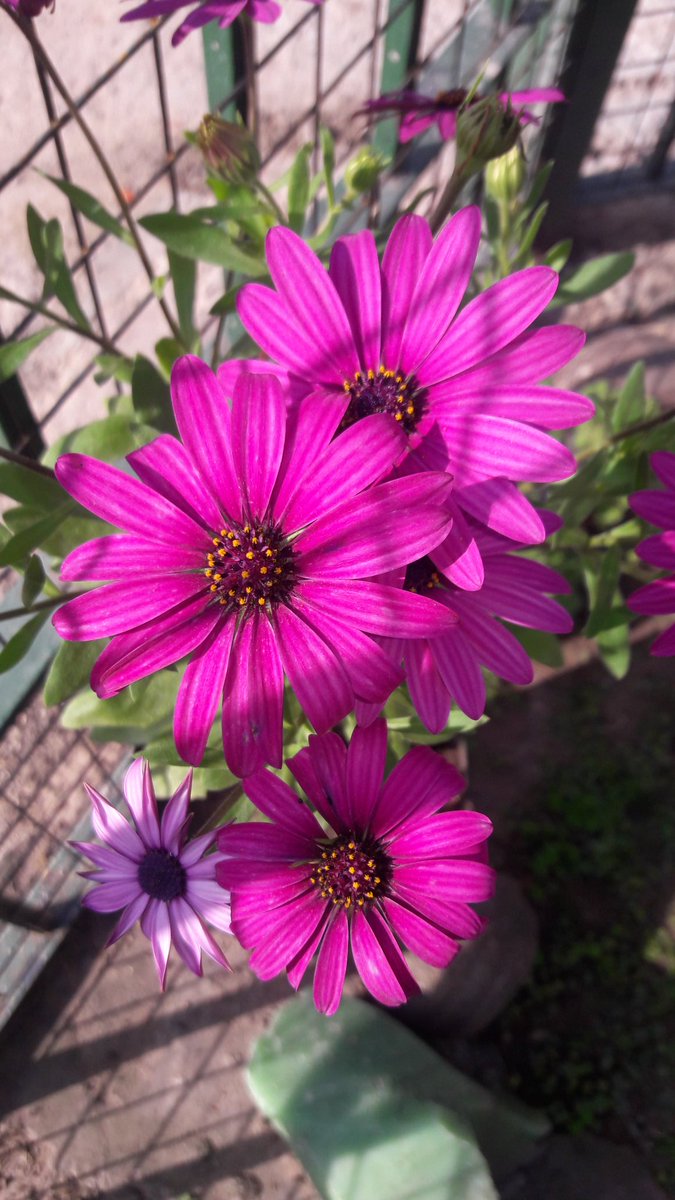 Mi bella flor ¡¡¡