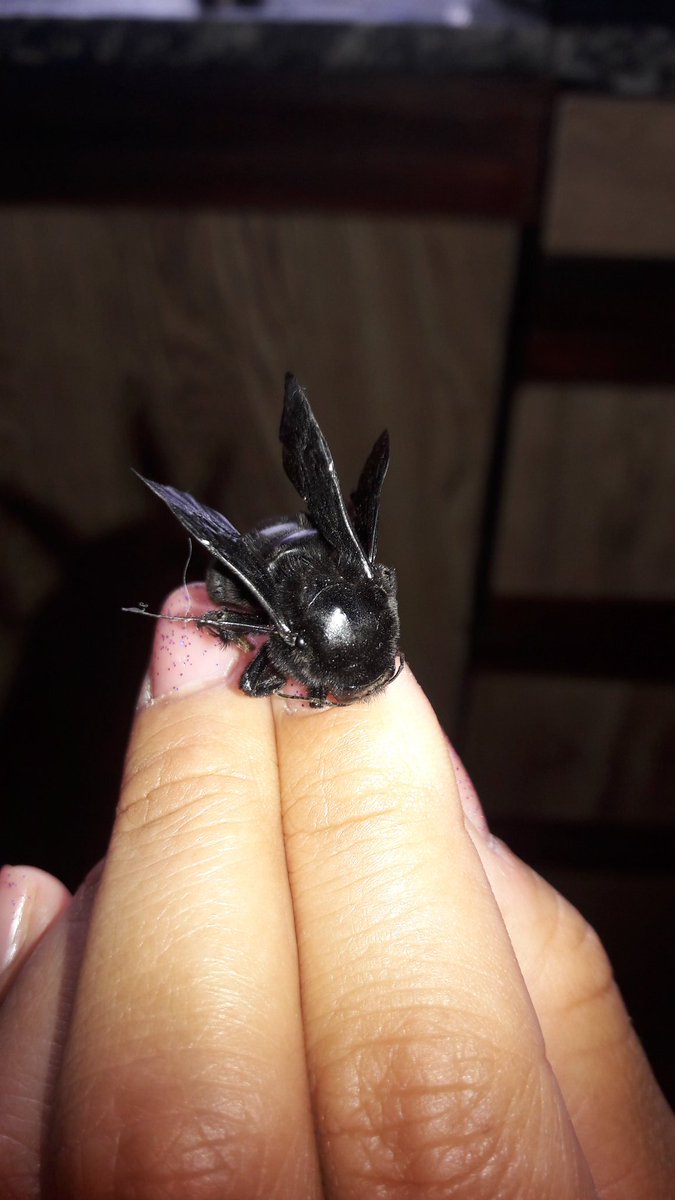 El abejorro de mi hija ¡¡¡