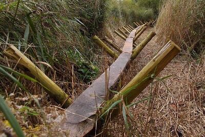 MattSibson's tweet photo. The #SweetTrack is the oldest known man-made footpath in Europe, 1,800 metres long across the #Somerset Levels, built around 3807/3806 BC. https://t.co/XPCLKaXRBB