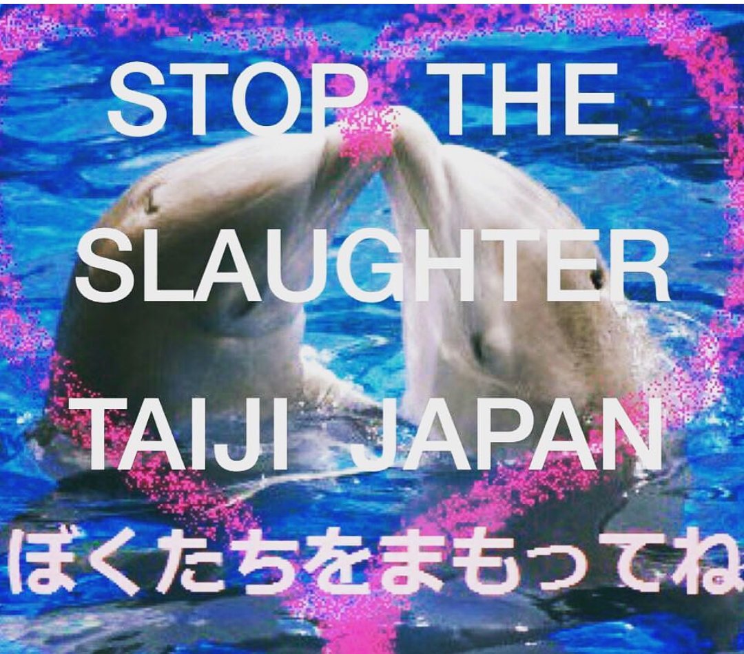 corinne_03's tweet photo. 太地のドライブハントが始まった！ #StoptheSlaughter に参加してください！https://t.co/1FcH5itp6X #イルカの天使 ＃Tweet4Taiji #Dolphinangels https://t.co/gV1nB8EKXj