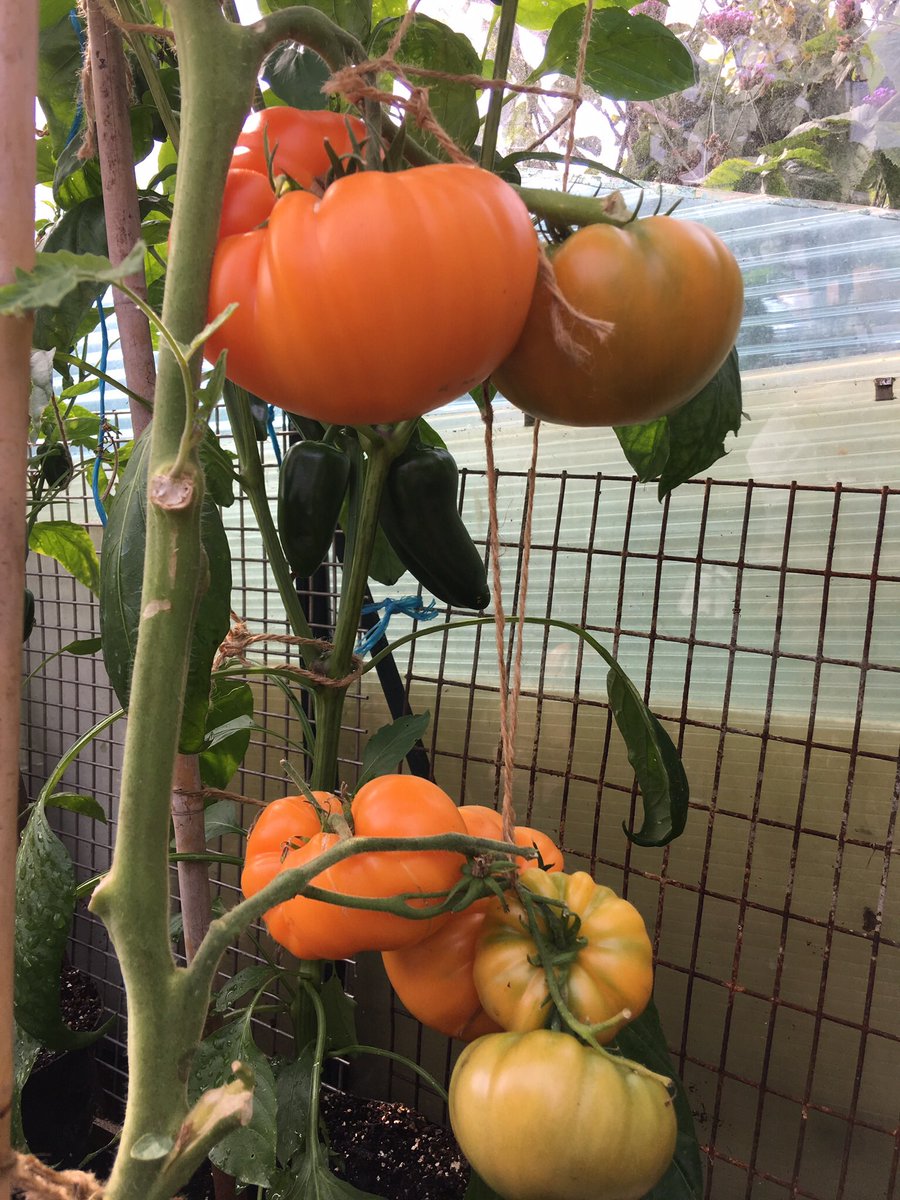 sarfsee's tweet photo. @nickykylegarden I've found an orange #Beefsteak to add to my #Favourite #Tomatoes, it's called #KellogsBreakfast, now my 2nd best to #Azoychka (yellow)π
π https://t.co/K0WWgyJE8z