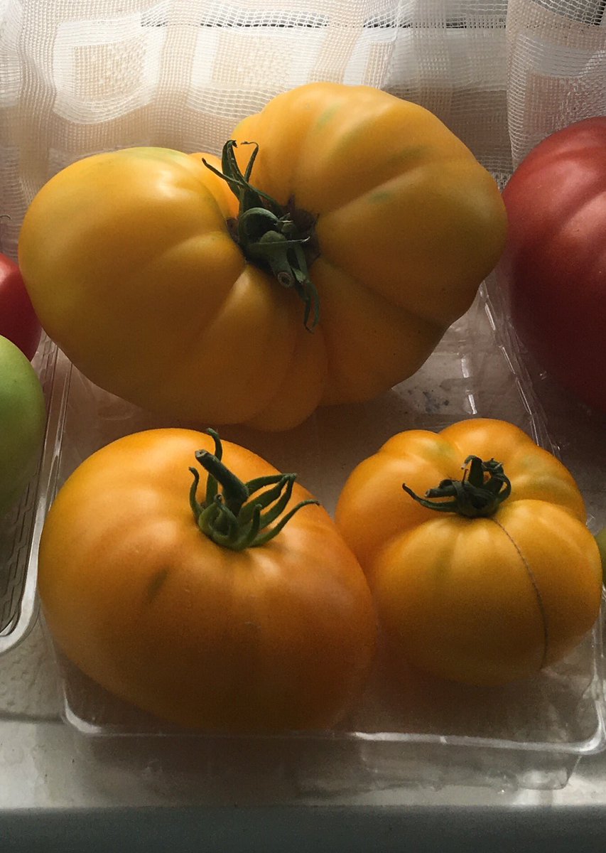 sarfsee's tweet photo. @nickykylegarden I've found an orange #Beefsteak to add to my #Favourite #Tomatoes, it's called #KellogsBreakfast, now my 2nd best to #Azoychka (yellow)π
π https://t.co/K0WWgyJE8z