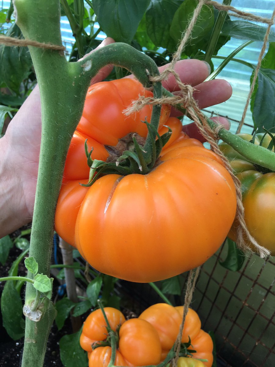 sarfsee's tweet photo. @nickykylegarden I've found an orange #Beefsteak to add to my #Favourite #Tomatoes, it's called #KellogsBreakfast, now my 2nd best to #Azoychka (yellow)π
π https://t.co/K0WWgyJE8z