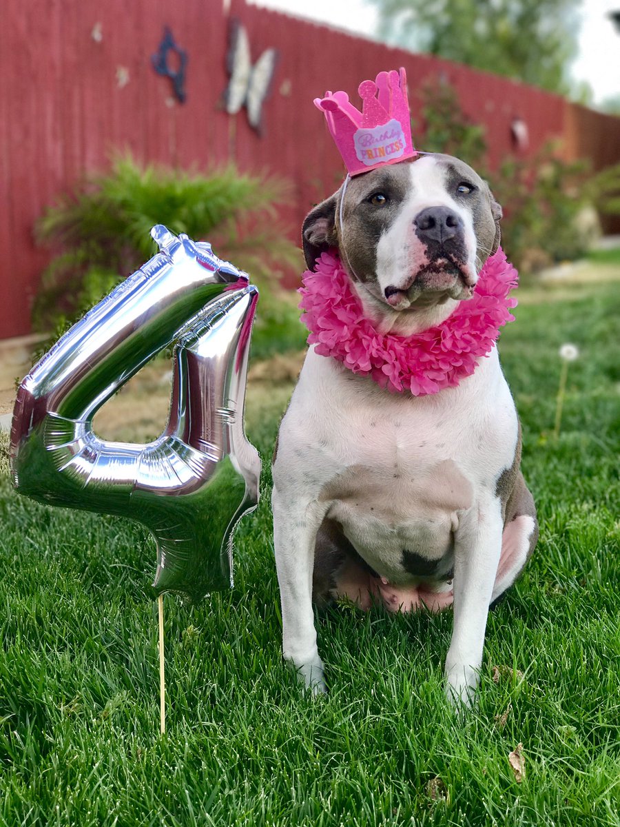 EgererVictoria's tweet photo. My dog is quite the diva.           #spoiled #pitbulllove #birthdaygirl #Dontbullymybreed #dogsoftwitter https://t.co/9a0yZ94KUF