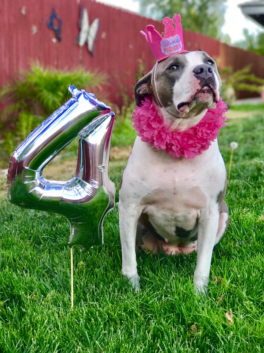 EgererVictoria's tweet photo. My dog is quite the diva.           #spoiled #pitbulllove #birthdaygirl #Dontbullymybreed #dogsoftwitter https://t.co/9a0yZ94KUF