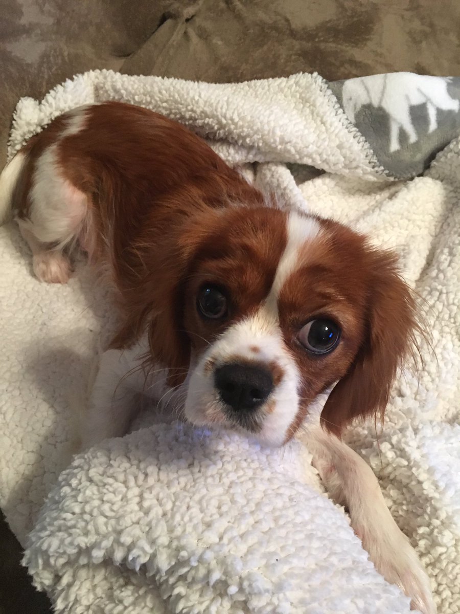 lebrittany's tweet photo. Binky wishes you a happy Saturday @DuffMcKagan &amp; @SuHolmesMcKagan! https://t.co/CY4C31GWzX