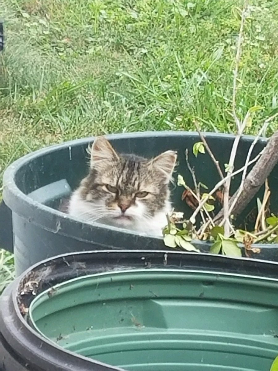 DickKingSmith's tweet photo. Grumpy cat is great, but how about cantankerous cat sitting crossly in a bin of sticks?

Via https://t.co/OAqBu8nmZQ https://t.co/2S3Y9Lcl7z