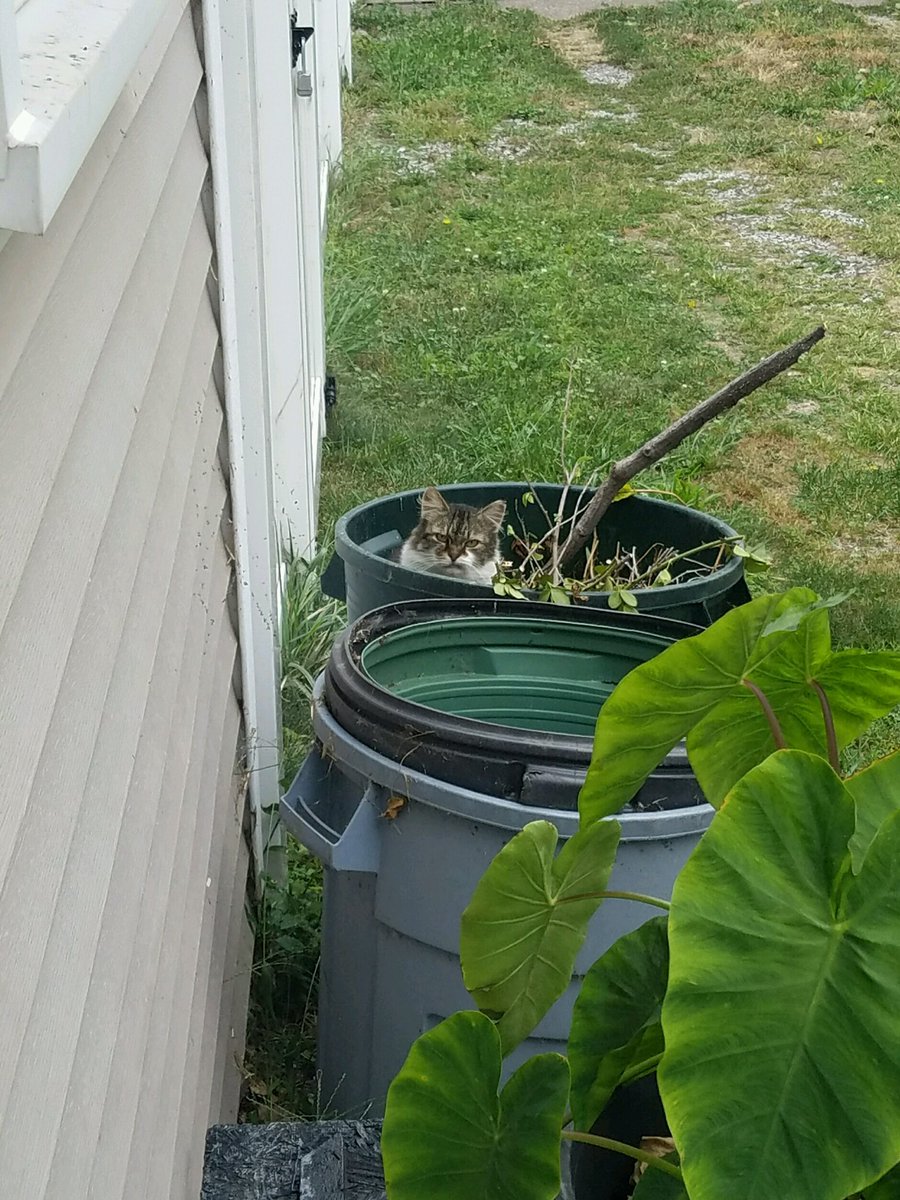 DickKingSmith's tweet photo. Grumpy cat is great, but how about cantankerous cat sitting crossly in a bin of sticks?

Via https://t.co/OAqBu8nmZQ https://t.co/2S3Y9Lcl7z