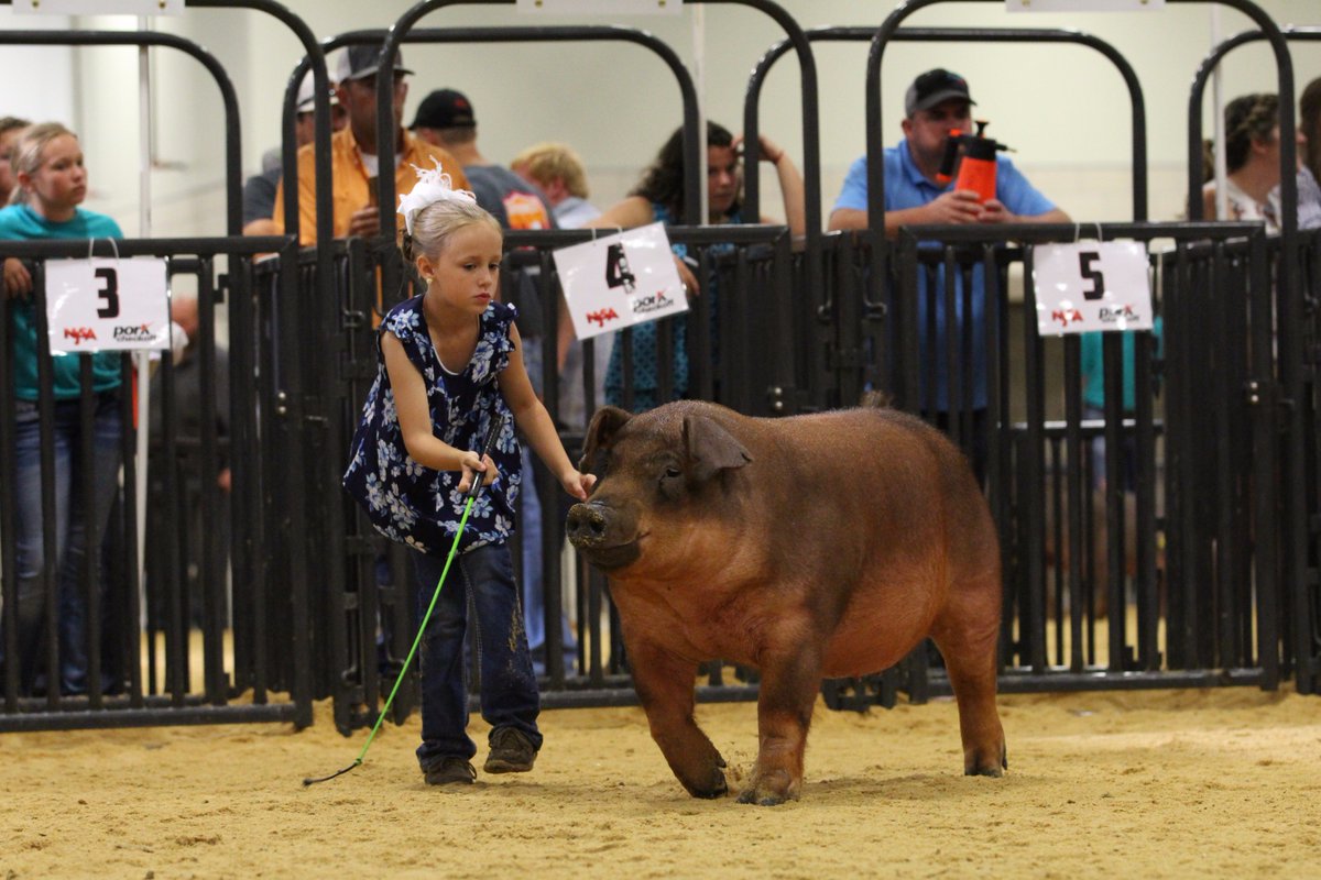 NationalSwine's tweet photo. Kinley Pruett, Okla., and her He's the One gilt were named Ch. Duroc Gilt at #SWRegional17. For more results, visit https://t.co/eCrO7nosMJ. https://t.co/Iz4Ut4nMEK