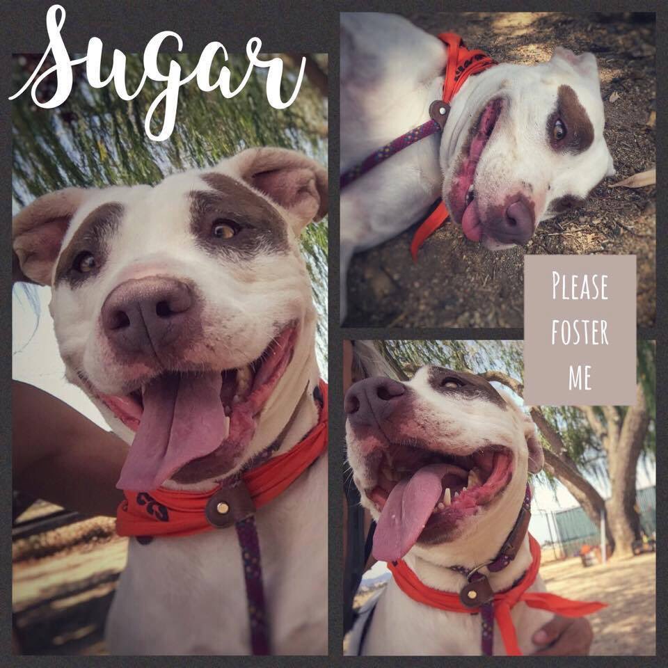 SCTailWaggers's tweet photo. Sugar has been at the shelter way too long and needs a foster! We provide all supplies. Visit: https://t.co/XU1J7uBRop https://t.co/q1c5Xhxrk2