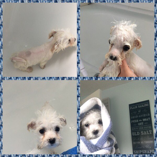 BichonBillie's tweet image. Bea's #firstbath 🛀 #bichonfrise #zshq #doglover #zshq #dogsoftwitter #cuteanimals #anipals 🐾