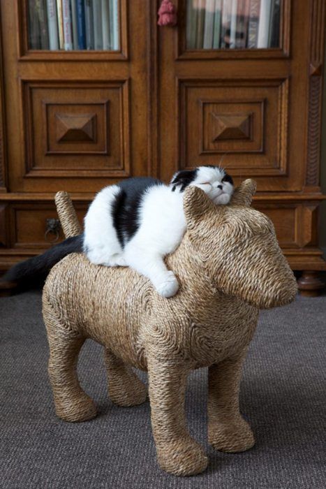 Thank you, this is the best #cat scratching post ever!