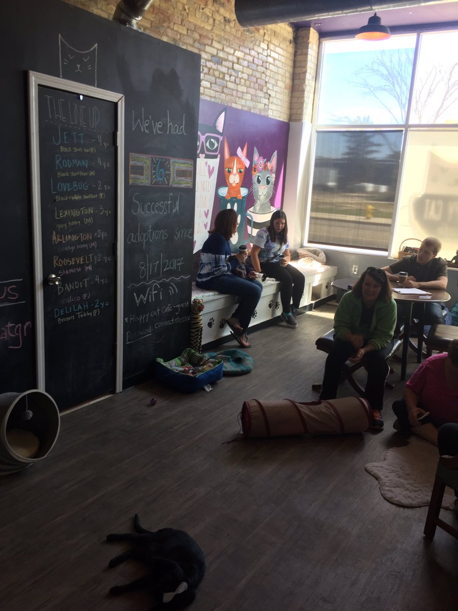 Nacho_Belle's tweet photo. Our mom went to Happy Cat cafe in Grand Rapids Mi #Happycatgr https://t.co/XLz6xtpsKV