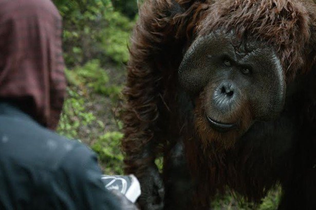 WriteMoviesRigh's tweet image. The Orangutans That Served as Inspiration for Maurice
crwd.fr/2ul97Sf
 #learnscreenwriting #screenwriting #filmmaking #