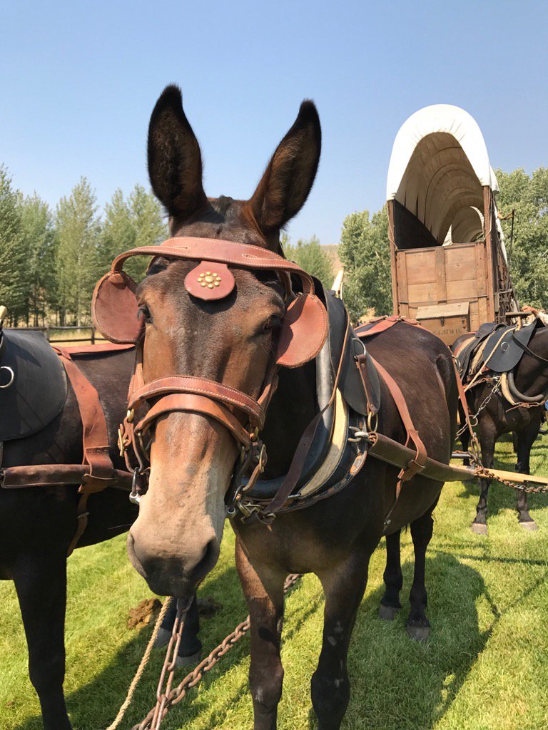MayorNina tweet picture