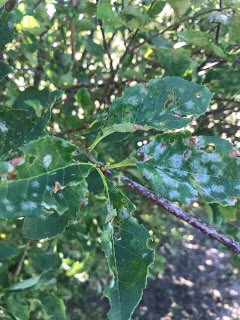 NMDesertBlooms's tweet photo. Got powdery mildew? Check out today's new blog #blameitontherain #nmext #coopext #nmsuEPS https://t.co/aZQcnc5Ygx https://t.co/jwpMvcT8Qc