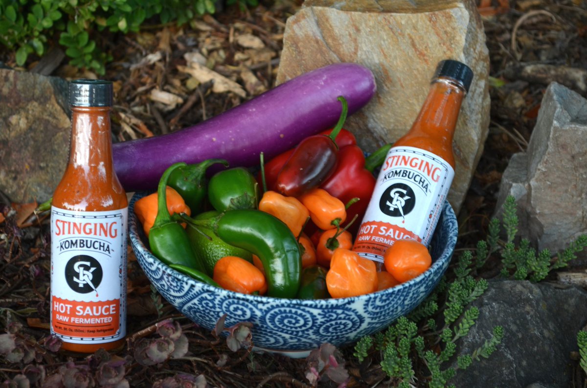 StingingK's tweet photo. Stinging Kombucha Hot Sauce Private Reserve released today! 
https://t.co/Kvdwc5Z6rw https://t.co/n03Vz1wZ1x