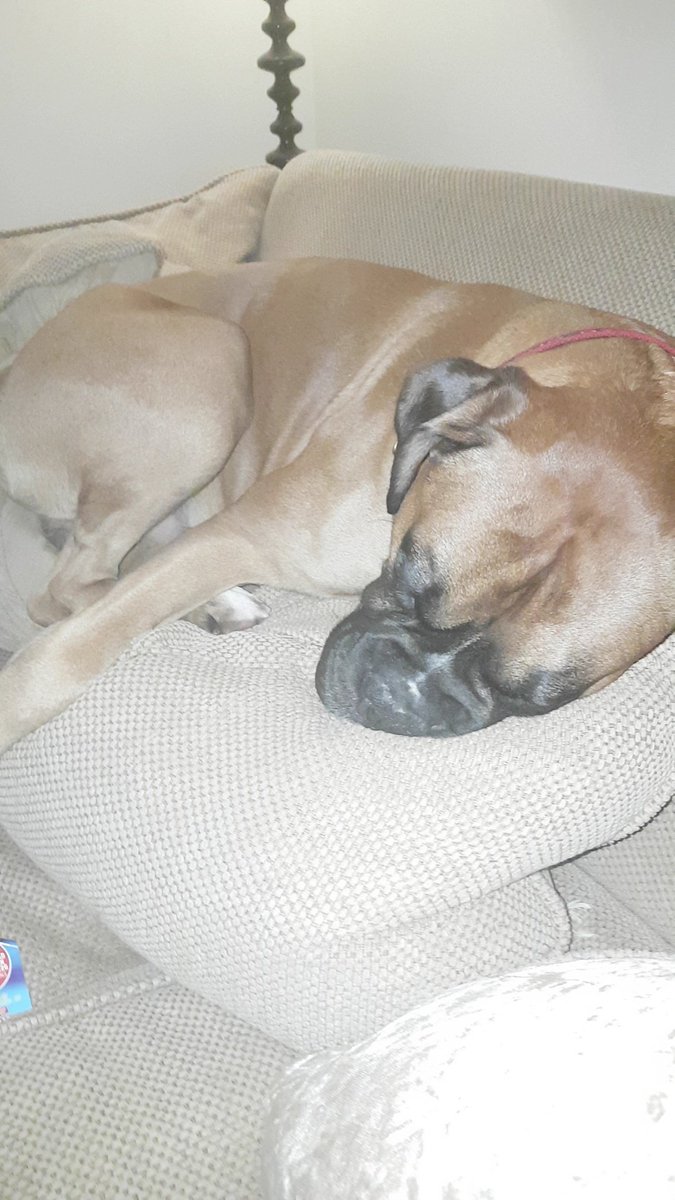 SpudTheBoxerDog's tweet photo. So I've been a poorly boy this week.. got a cold and I've had a couple of fits chills tonight with mommy #boxerdogs #boxer #Boxers https://t.co/RUtN2gEuyo